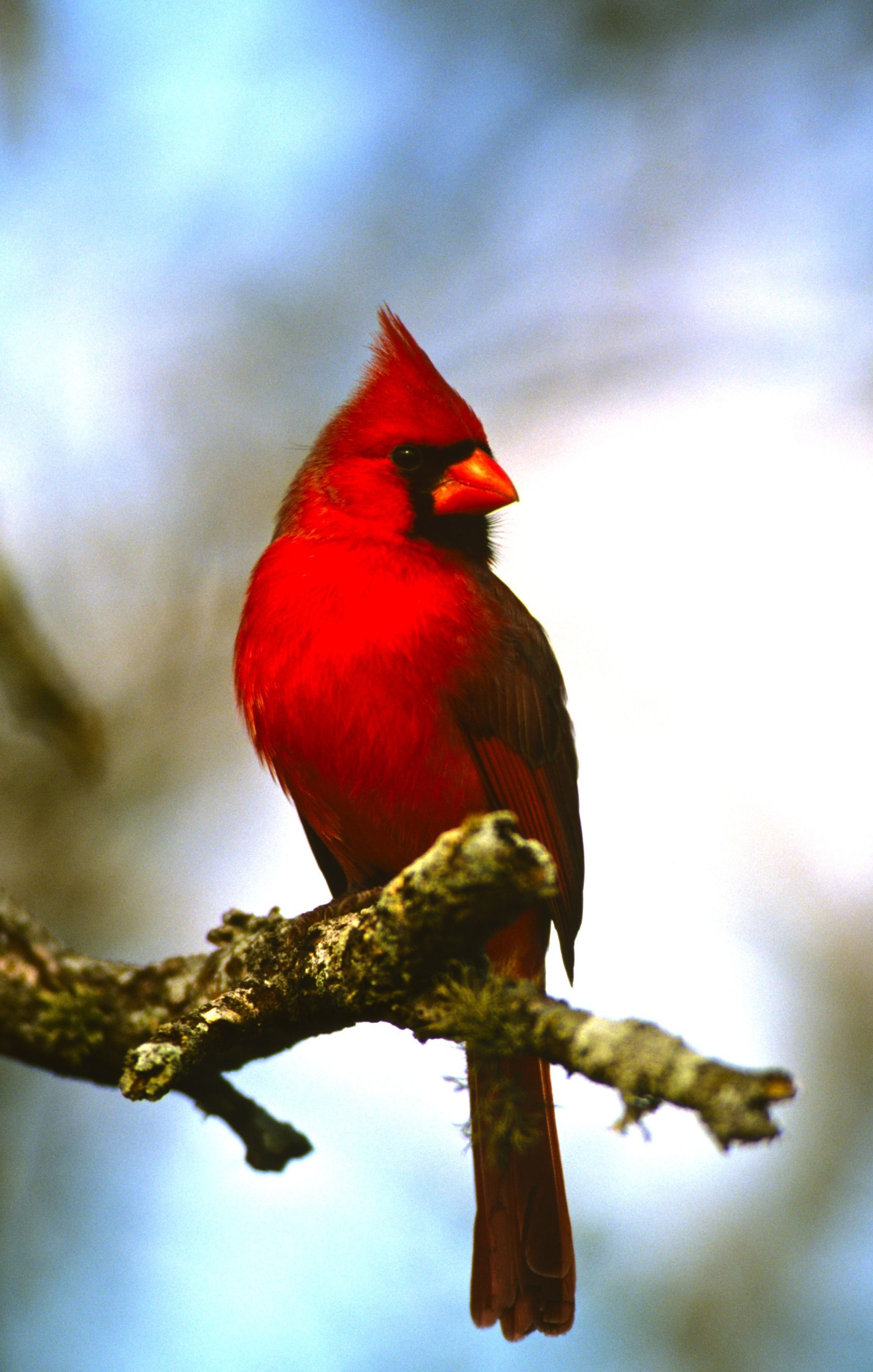 Cardinal ColorGroup